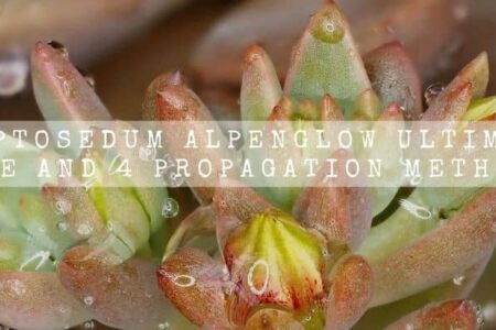 Graptosedum Alpenglow Ultimate Care And 4 Propagation Methods