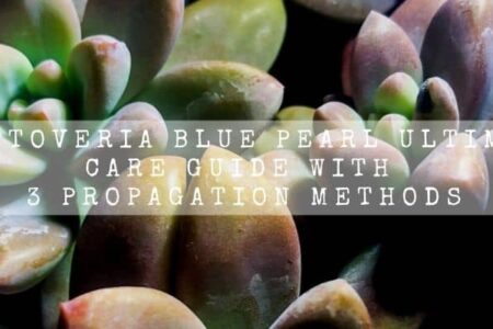 Graptoveria Blue Pearl Ultimate Care Guide With 3 Propagation Methods