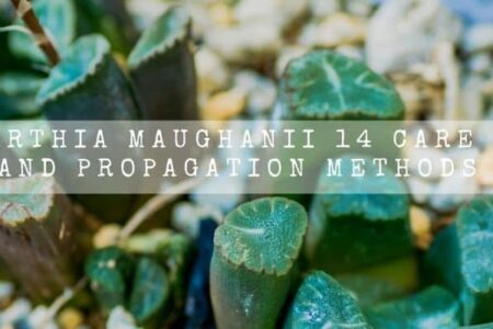 Haworthia Maughanii 14 Care Tips And Propagation Methods