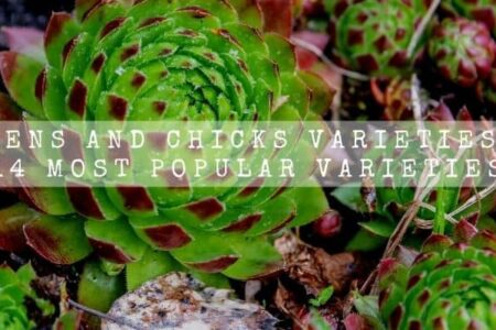 Hens And Chicks Varieties | 14 Most Popular Varieties |