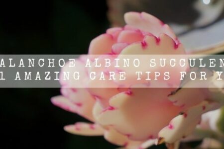 Kalanchoe Albino Succulent | 11 Amazing Care Tips For You |