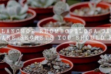 Kalanchoe Rhombopilosa Care | 16 Care Secrets You Should Know |