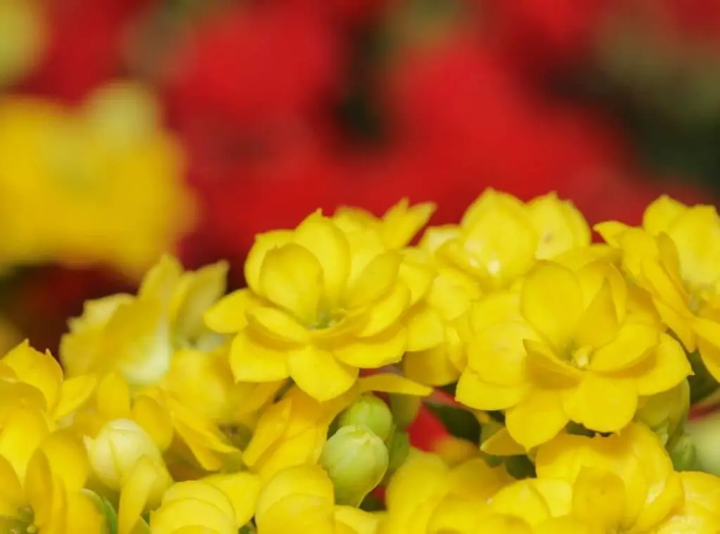 Kalanchoe flower