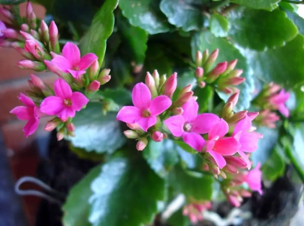 Kalanchoe flower