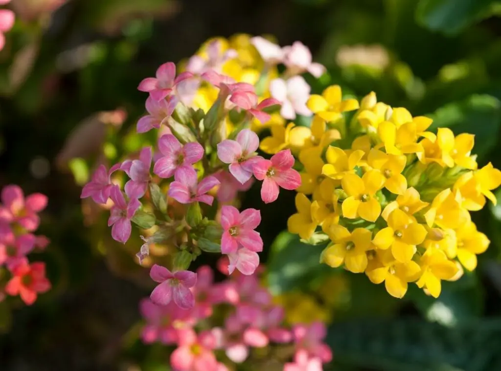 Kalanchoe flower 6 3