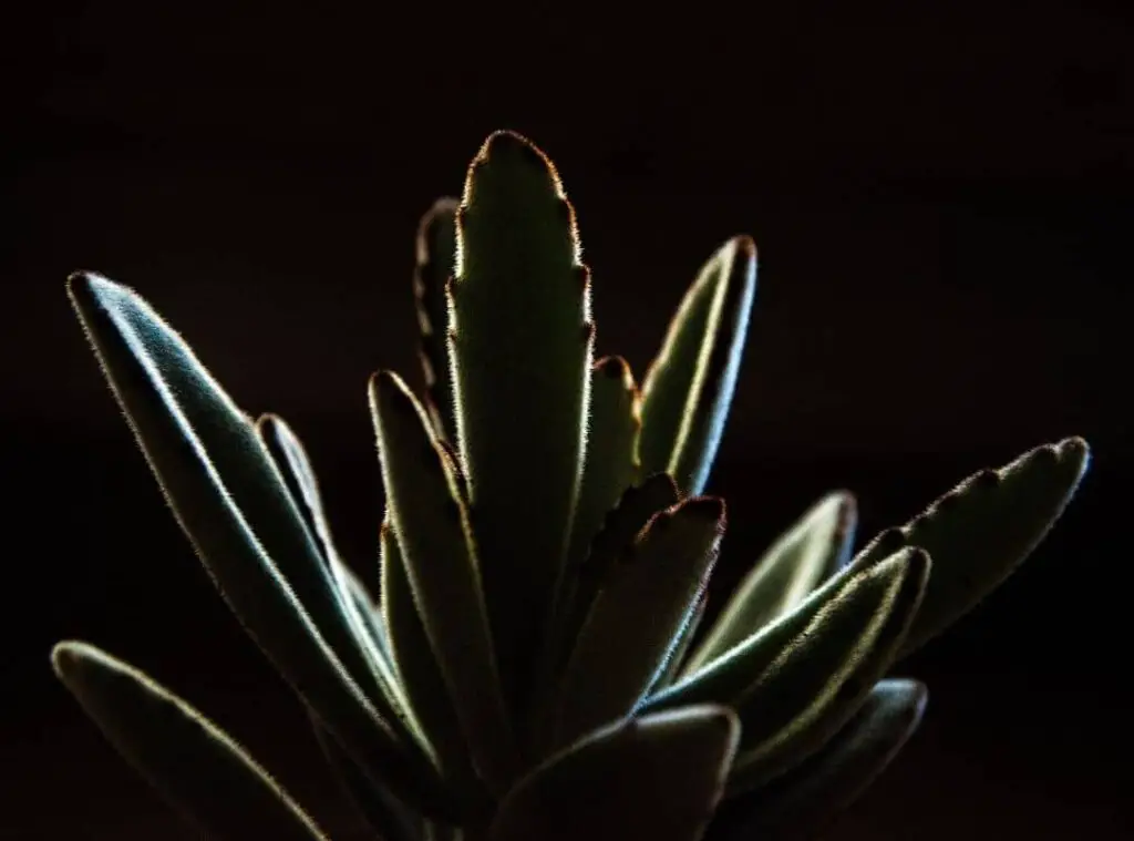 Kalanchoe tomentosa varieties 1