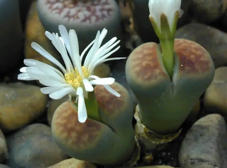 Lithops Karasmontana 14 Most Effective Ways To Care Succulent Thrive
