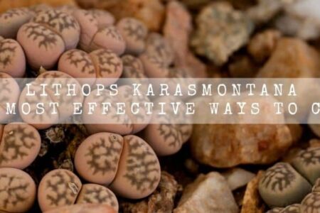 Lithops Karasmontana | 14 Most Effective Ways To Care |