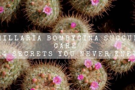 Mammillaria Bombycina Succulent Care | 14 Secrets You Never Knew |