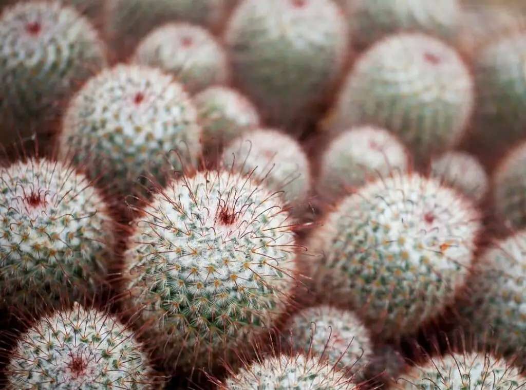 Mammillaria Bombycina