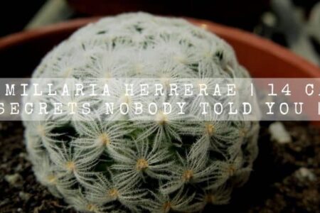 Mammillaria Herrerae | 14 Care Secrets Nobody Told You |