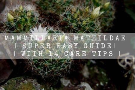 Mammillaria Mathildae | Super Easy Guide | With14 Care Tips |