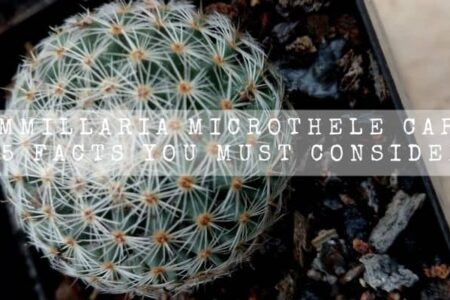 Mammillaria Microthele Care | 15 Facts You Must Consider |