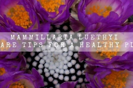 Mammillaria luethyi | 15 Care Tips For A Healthy Plant |