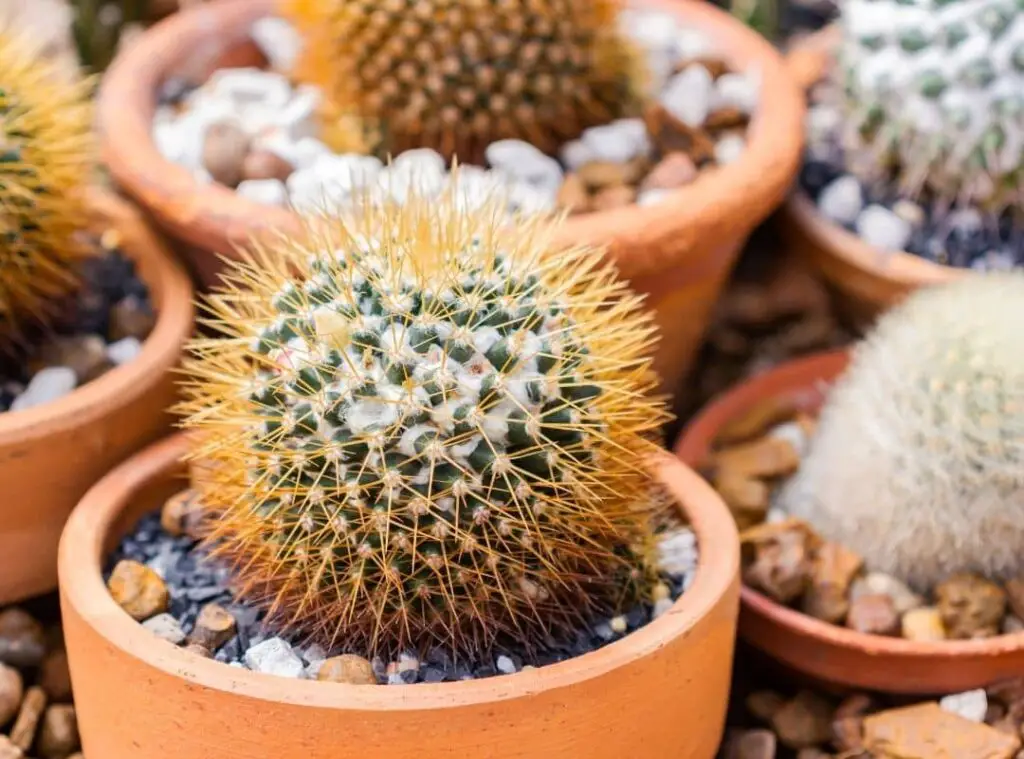 Pincushion Cactus Varieties