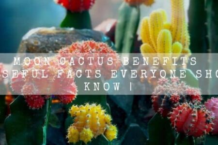 Moon Cactus Benefits | 9 Useful Facts Everyone Should Know |