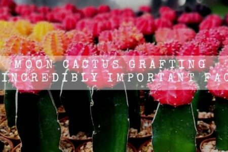 Moon Cactus Grafting | 12 Incredibly Important Facts |