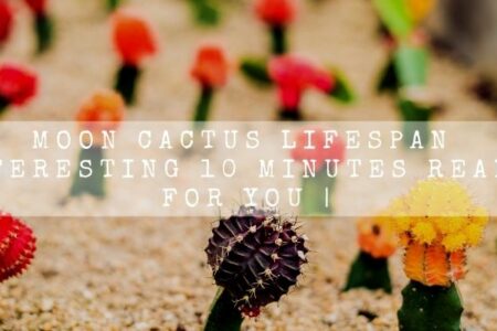 Moon Cactus Lifespan | Interesting 10 Minutes Reading For You |