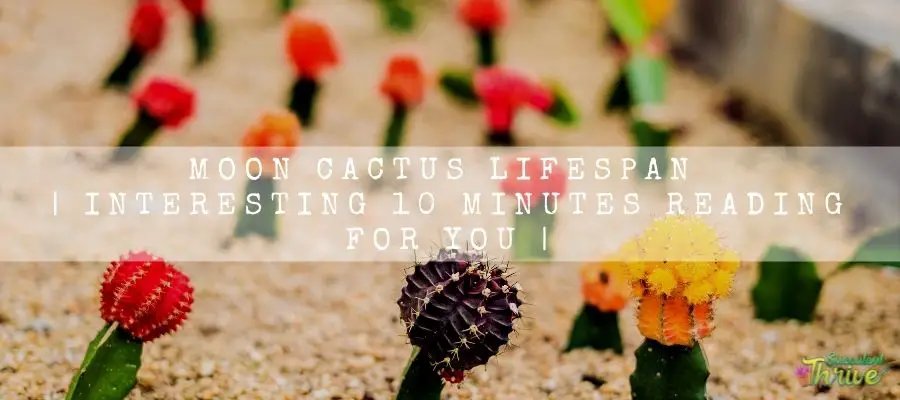 Moon Cactus Lifespan