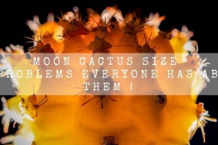 Moon Cactus Size | 4 Problems Everyone Has About Them |