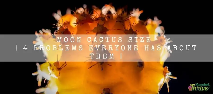 Moon Cactus Size