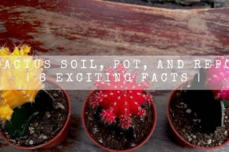 Moon Cactus Soil, Pot, And Repotting | 6 Exciting Facts |