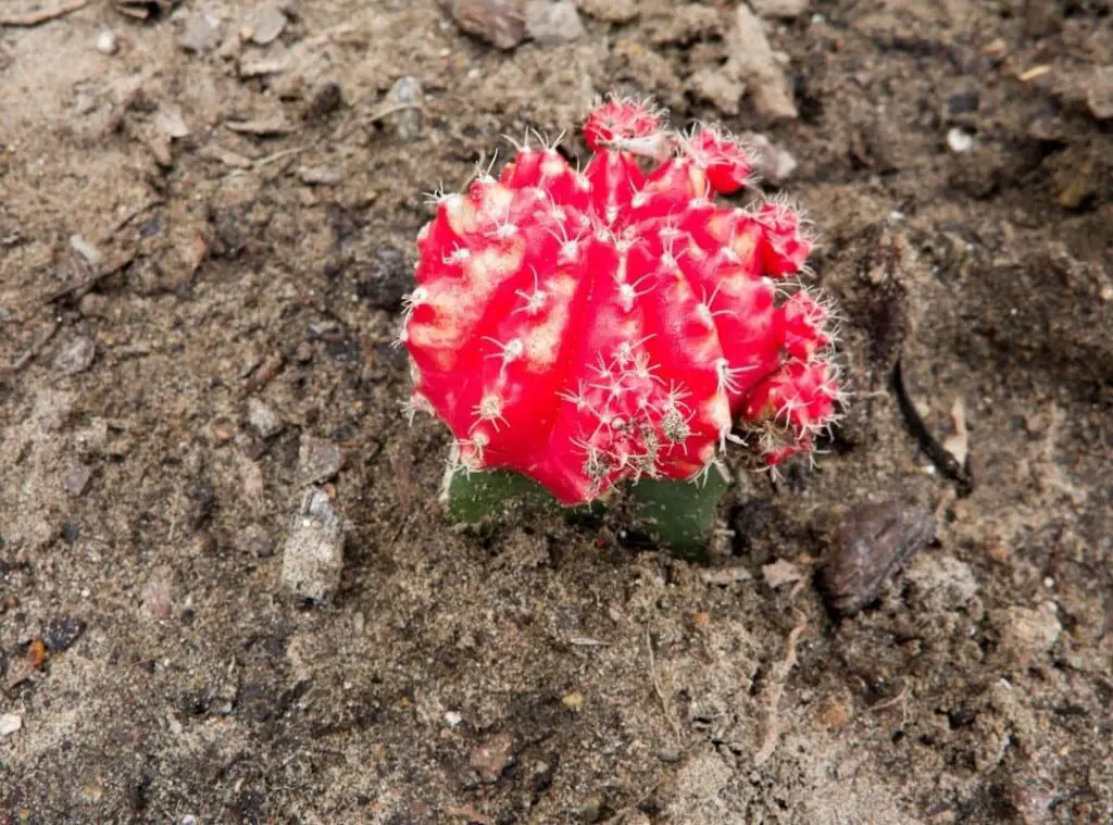 Moon Cactus dying