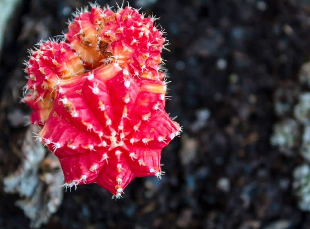 moon-cactus-grafting-12-incredibly-important-facts-succulent-thrive