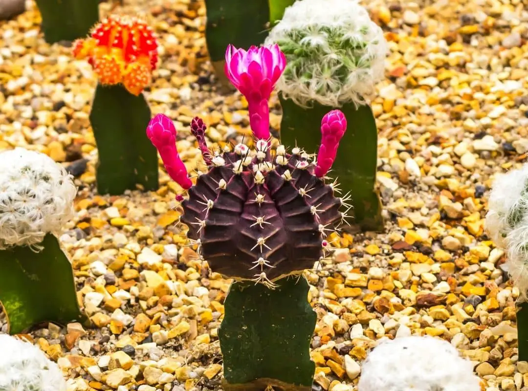 Moon Cactus Flowers | 6 Colorful Facts For Moon Cactus Lovers ...