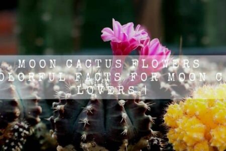 Moon Cactus Flowers |  6 Colorful Facts For Moon Cactus Lovers |