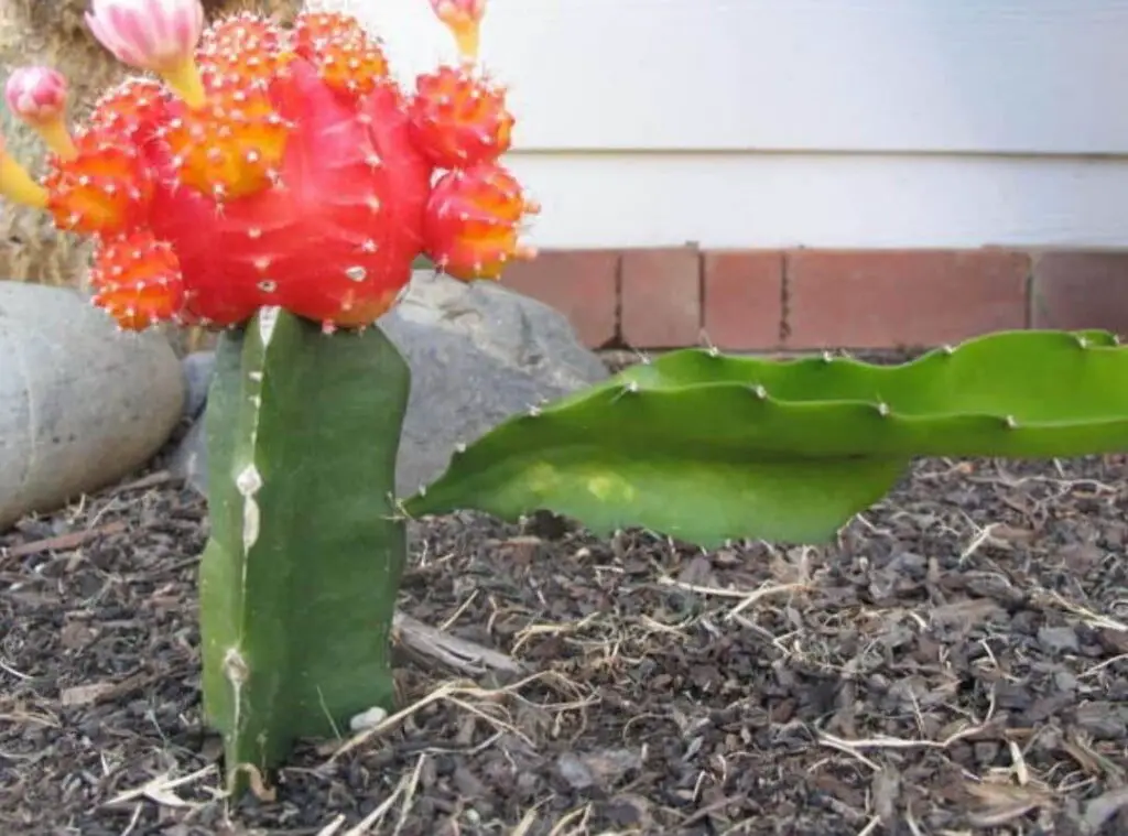 Moon Cactus growing arms 