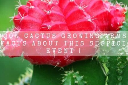 Moon Cactus Growing Arms | 6 Facts About This Suspicious Event |