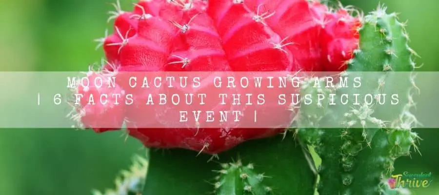 Moon Cactus growing arms