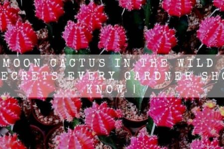 Moon Cactus In The Wild | 5 Secrets Every Gardner Should Know |