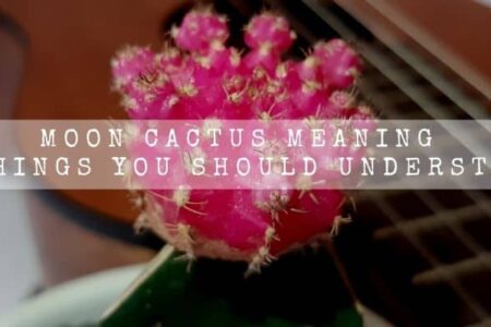 Moon Cactus Meaning | 5 Things You Should Understand |