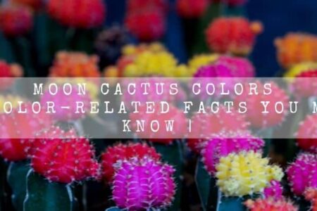 Moon Cactus Colors | 8 Color-related Facts You Must Know |