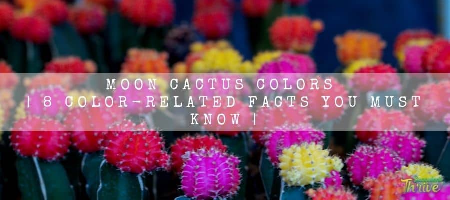 moon cactus colors