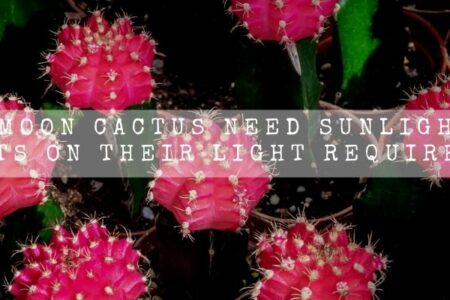 Do Moon Cactus Need Sunlight? | 5 Facts On Their Light Requirement |