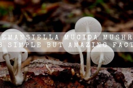 Oudemansiella Mucida Mushroom | 8 Simple But Amazing Facts |