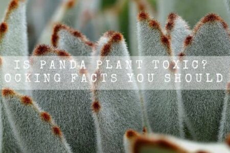 Is Panda Plant Toxic? | 10 Shocking Facts You Should Know |