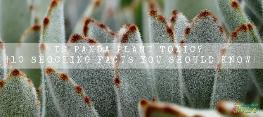 Panda Plant Toxic