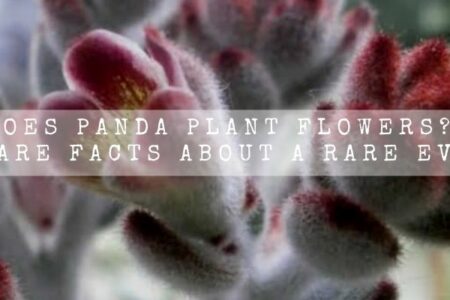 Does Panda Plant Flowers? | 8 Rare Facts About A Rare Event.
