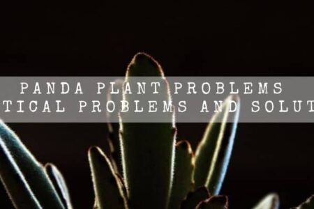 Panda Plant Problems | 7 Critical Problems And Solutions |