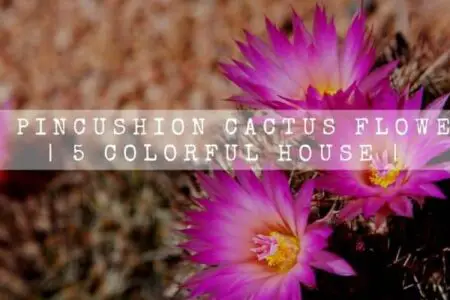 Can Pincushion Cactus Flower? | 5 Colorful House |