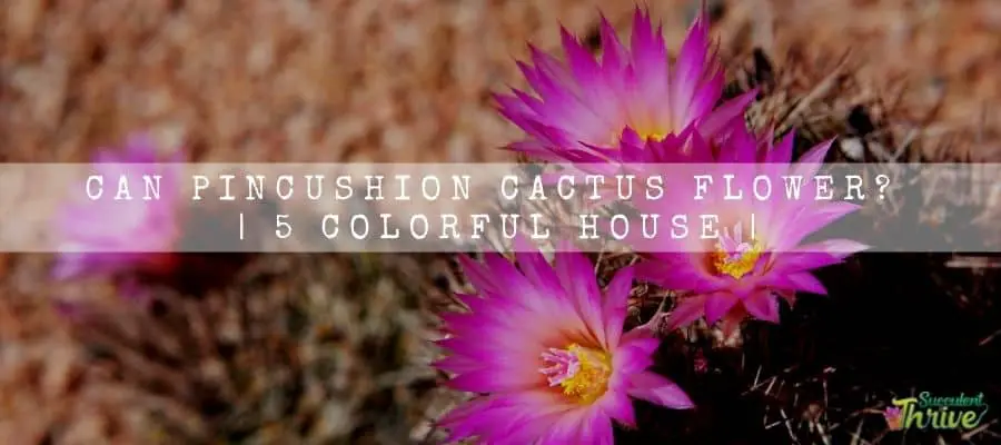 Pincushion Cactus Flower