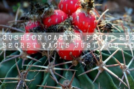 Is Pincushion Cactus Fruit Edible? | 4 Secret Facts Just for You |