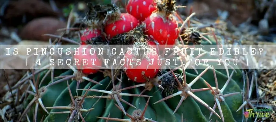 Pincushion Cactus Fruit