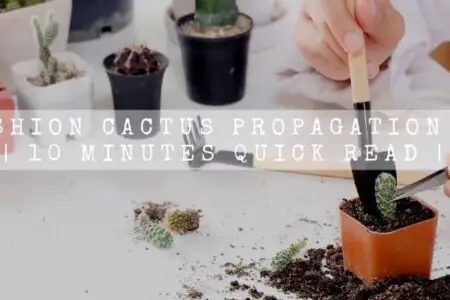 Pincushion Cactus Propagation Guide | 10 Minutes Quick Read |