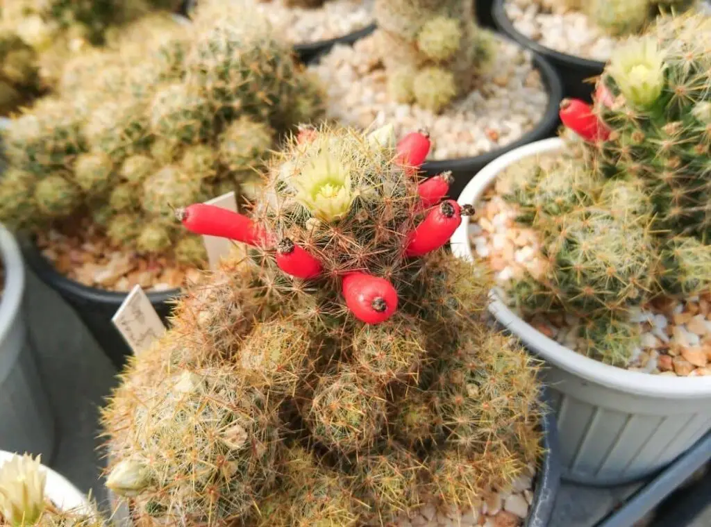 Pincushion Cactus Propagation