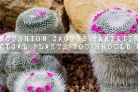 Pincushion Cactus Varieties | 9 Magical Plants You Should Know |